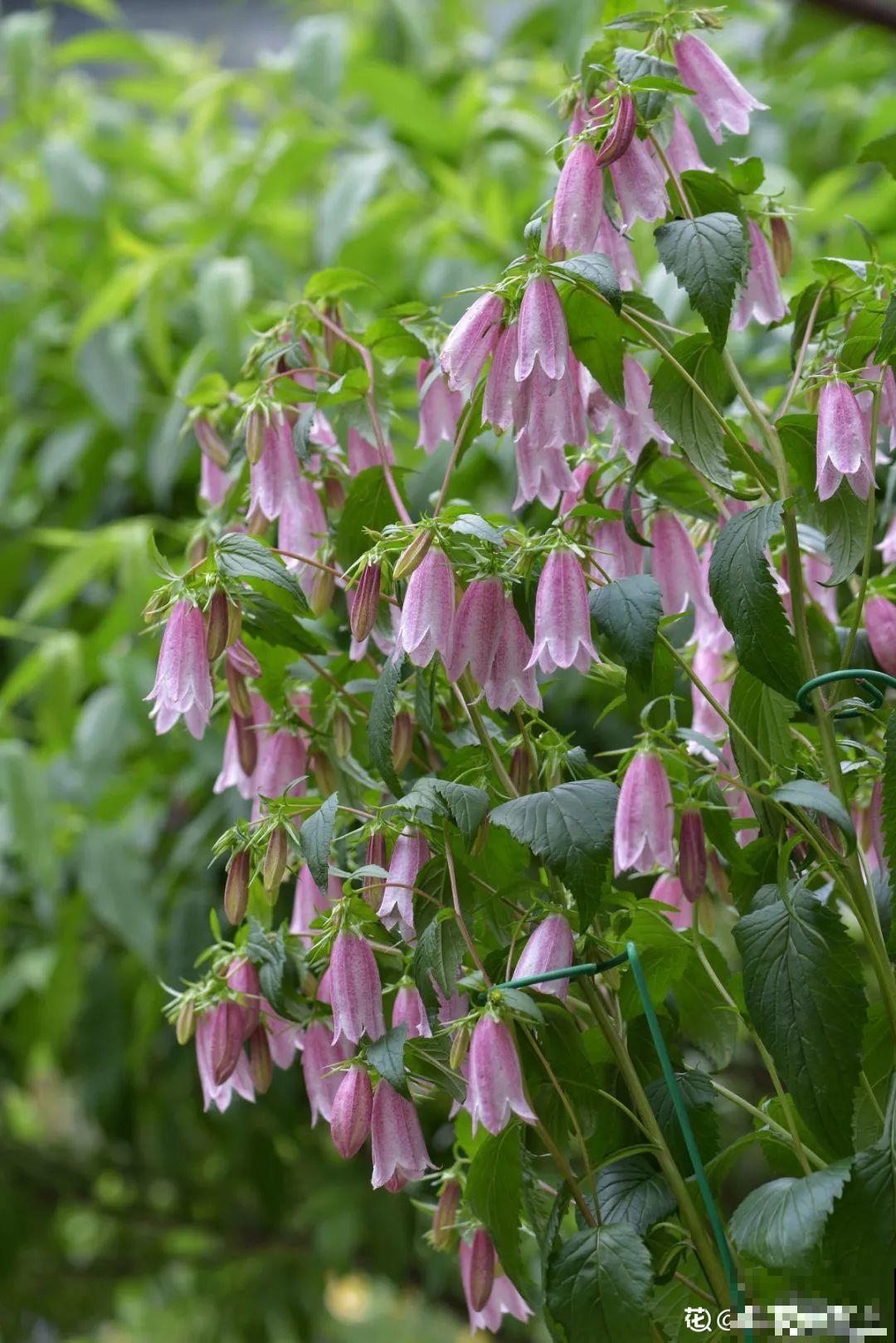 有个小院种种菜,养点花草,忘记半生喧嚣 有个小院种种菜,养点花草,忘记半生喧嚣
