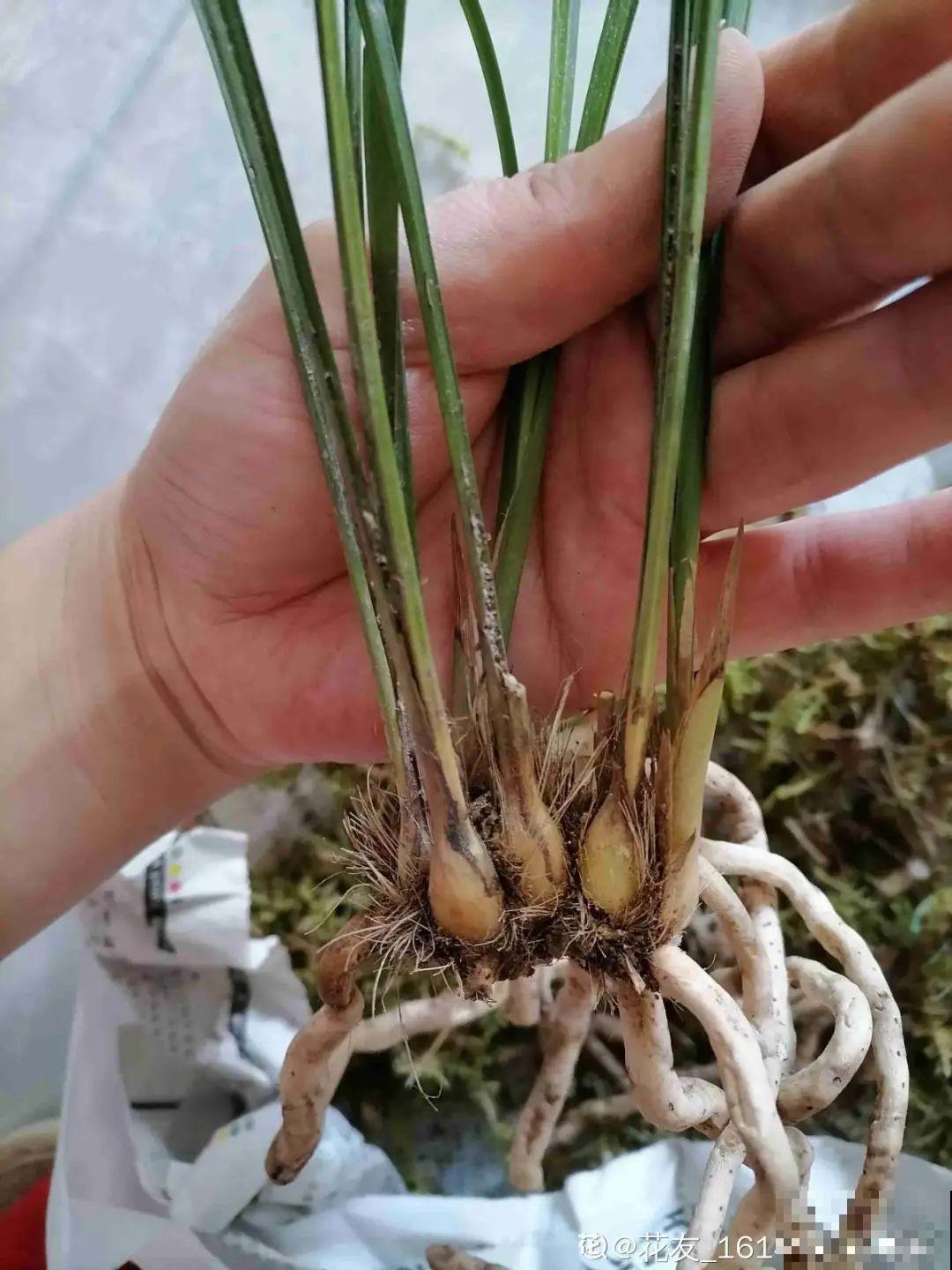 平时的“贵货花”,路边扔了一卡车,赶紧捡回家 平时的“贵货花”,路边扔了一卡车,赶紧捡回家