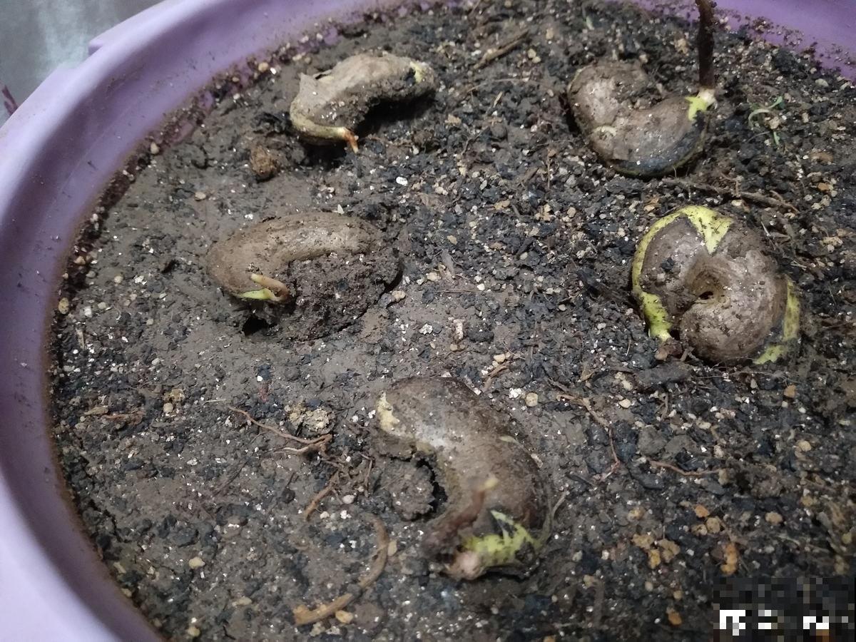 不用买种子，吃完就能种，还你一棵芒果树