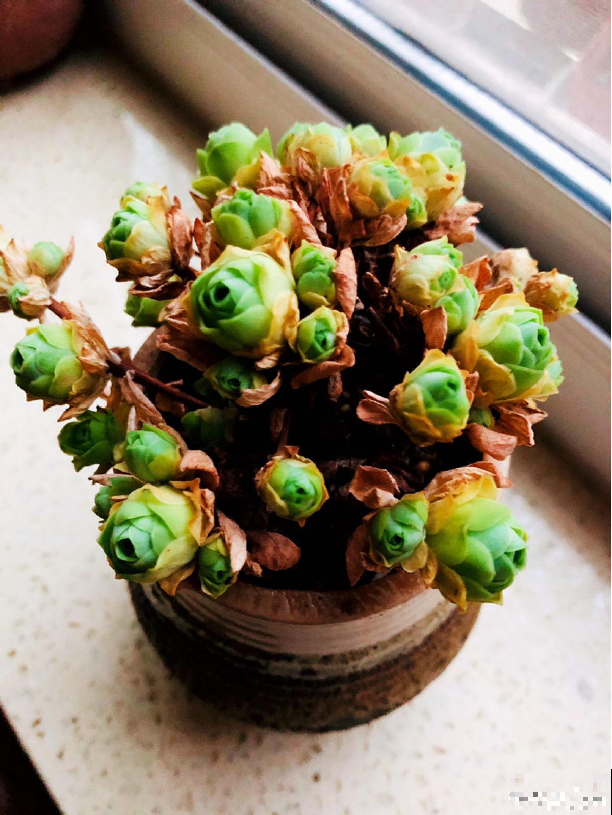 秋天给花换盆,要注意3要点,植物越长越壮 秋天给花换盆,要注意3要点,植物越长越壮