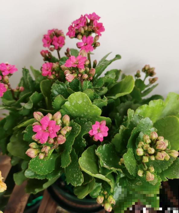 3种花马上要醒了,抓住时机养护,秋天呼呼冒新芽 3种花马上要醒了,抓住时机养护,秋天呼呼冒新芽