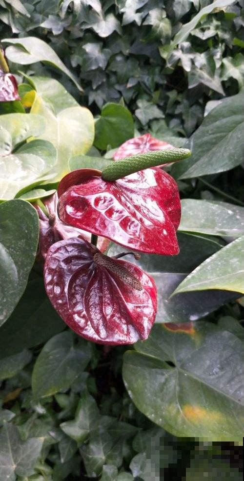 红红火火的“鸿运当头”,在家养一盆,祝愿考生旗开得胜 红红火火的“鸿运当头”,在家养一盆,祝愿考生旗开得胜