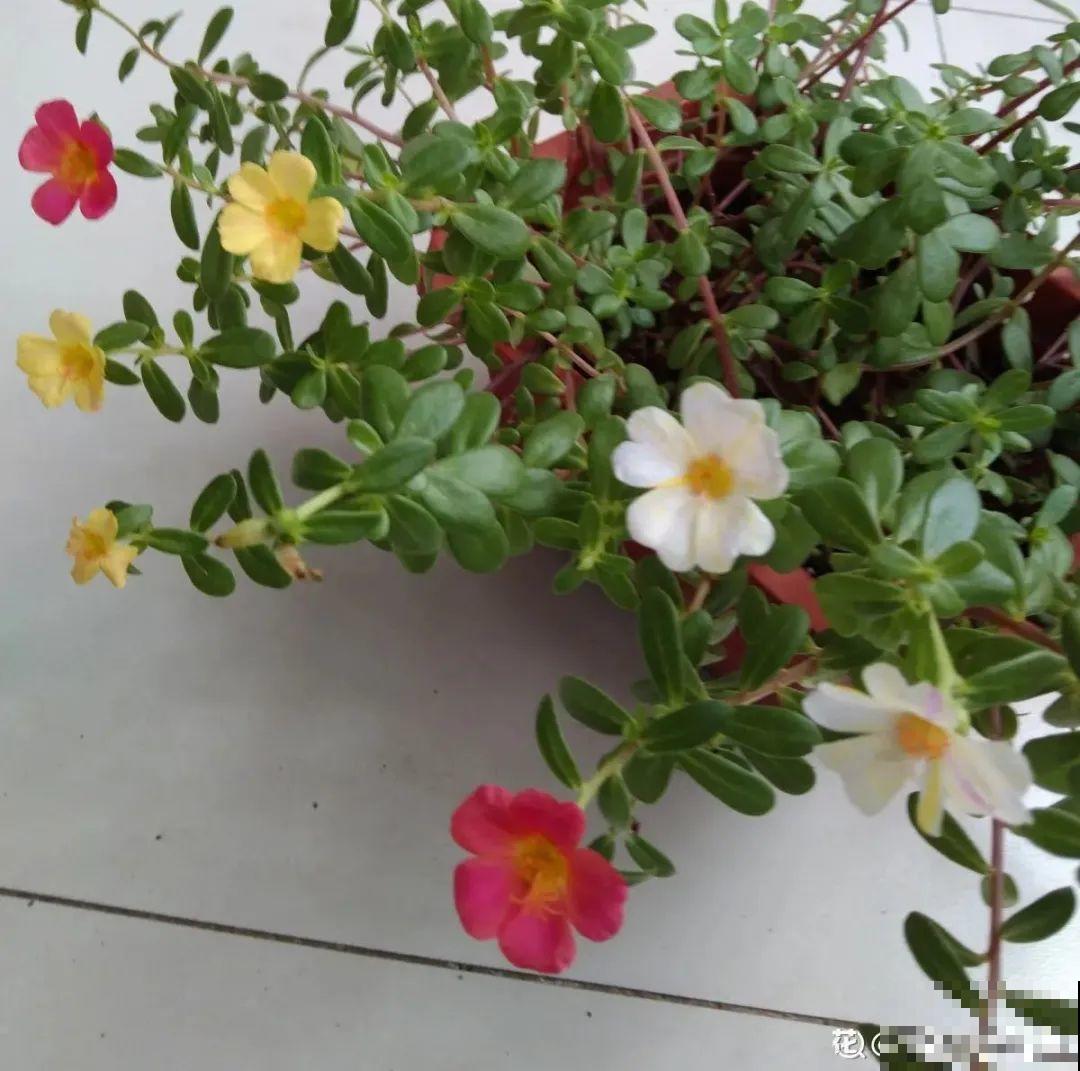 夏天养花，就怕乱浇水，千万不能积水