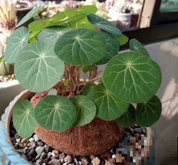 外观像土豆的“山乌龟”,模样虽然丑,却能养成绿窗帘 外观像土豆的“山乌龟”,模样虽然丑,却能养成绿窗帘