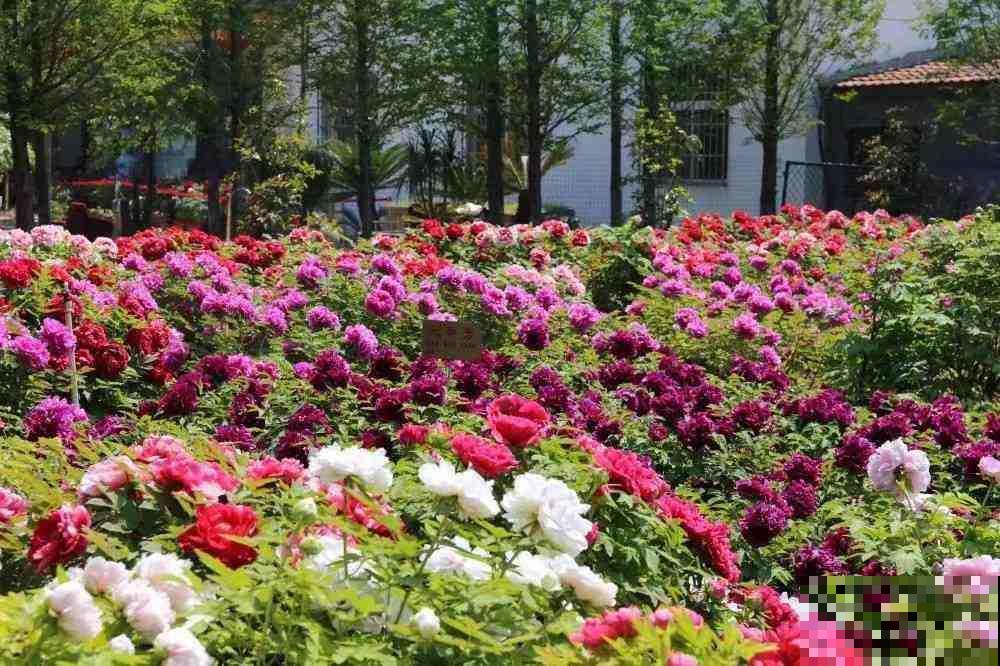 一枝独秀,看牡丹艳压群芳,分享5步牡丹养护方法 一枝独秀,看牡丹艳压群芳,分享5步牡丹养护方法