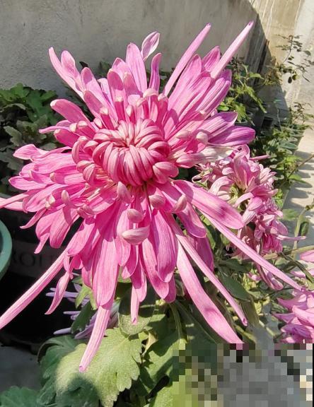 养花和性格息息相关,什么性格喜欢什么花,你同意吗 养花和性格息息相关,什么性格喜欢什么花,你同意吗