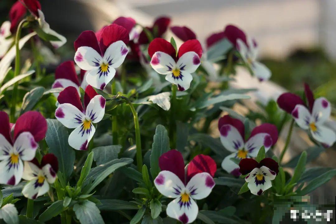 播种时间到,立秋后撒下去,冬春就开花 播种时间到,立秋后撒下去,冬春就开花