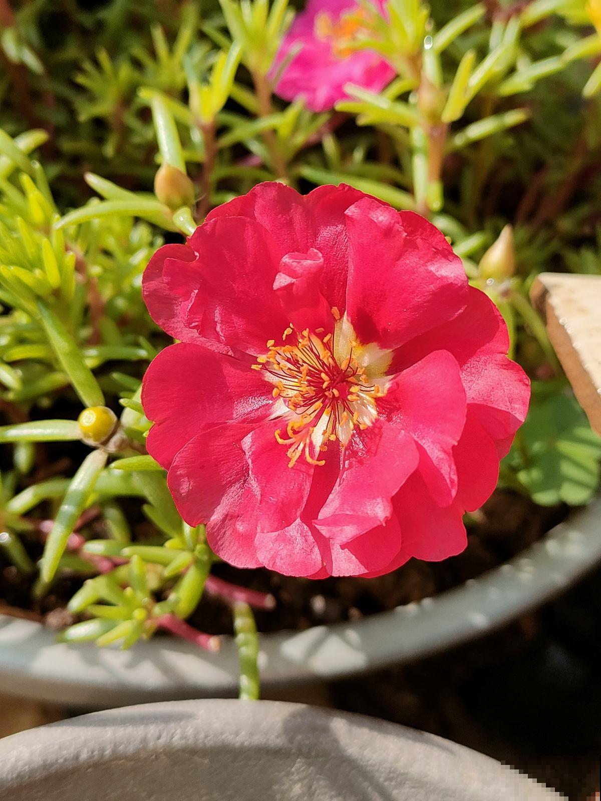 5种花夏天不用遮阴，越晒开花越带劲，满盆都是花