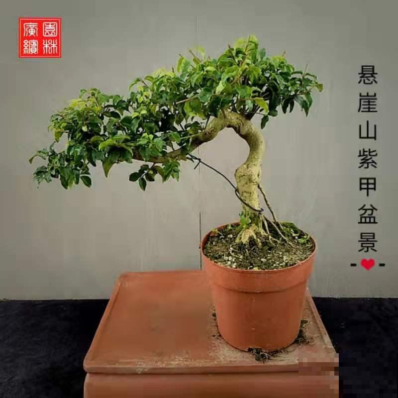 资深花友,还有什么是你没种过的?少见家养植物大曝光 资深花友,还有什么是你没种过的?少见家养植物大曝光