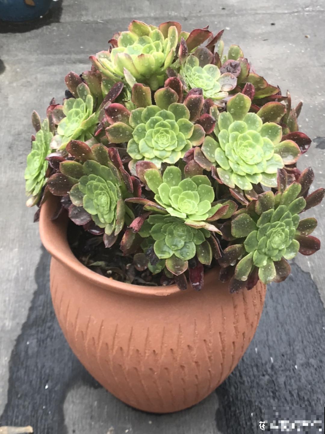 9种花,夏天休眠了,一定少浇水,否则越浇越死 9种花,夏天休眠了,一定少浇水,否则越浇越死