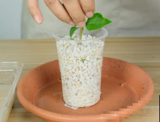 6月份扦插，选好合适的植物品种，沾土、泡水都能活