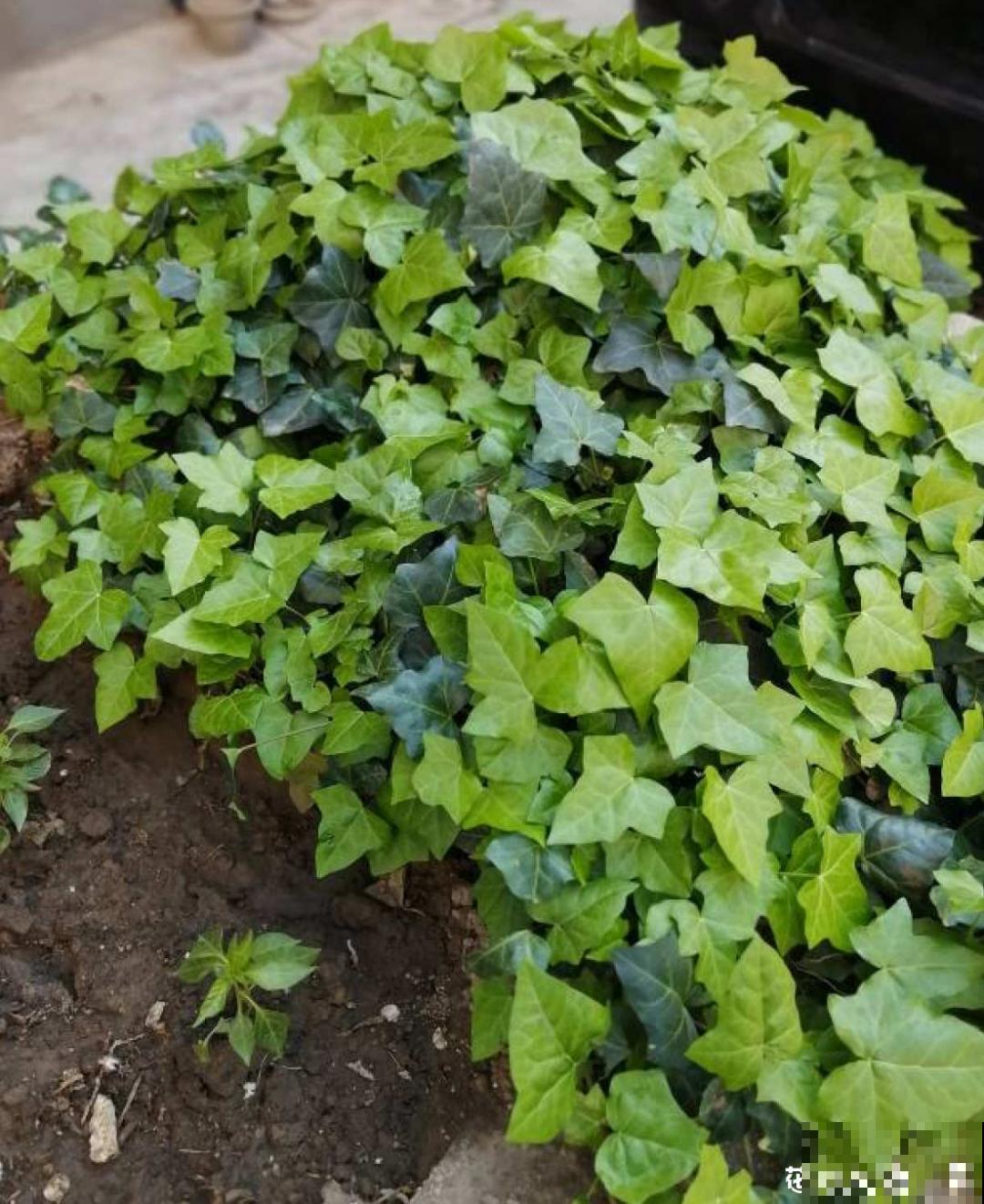 吊兰喝点淘米水，长成“爆炸头”，旺的不得了