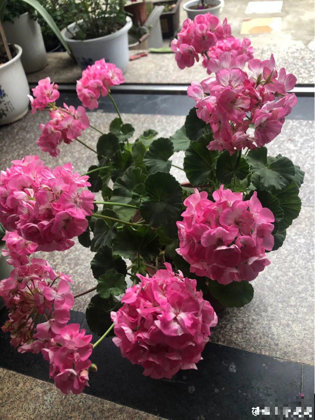 初秋8种花不能剪，轻则不开花，严重可能剩空盆