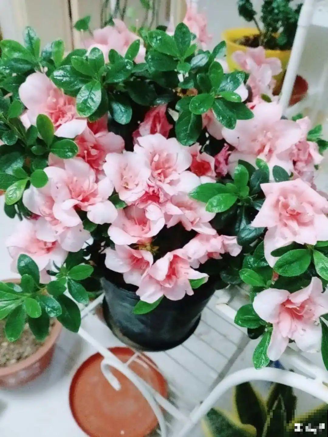 夏天养杜鹃，真是够难的，要注意6个要点