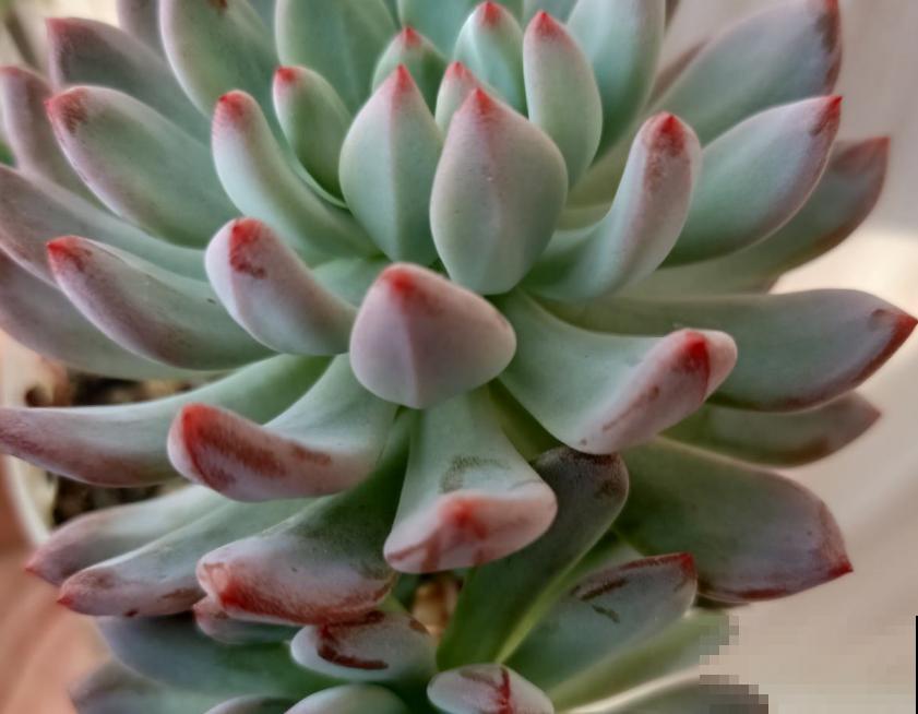 蓝苹果不够蓝不生长？解决这3个问题，不愁不爆盆