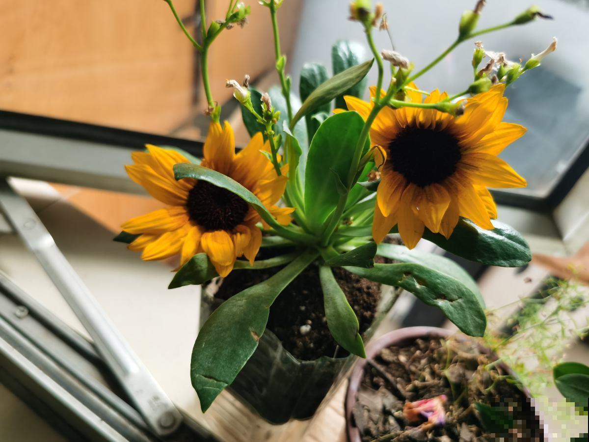 花不止配女士,有4种花也格外受到男士喜爱 花不止配女士,有4种花也格外受到男士喜爱