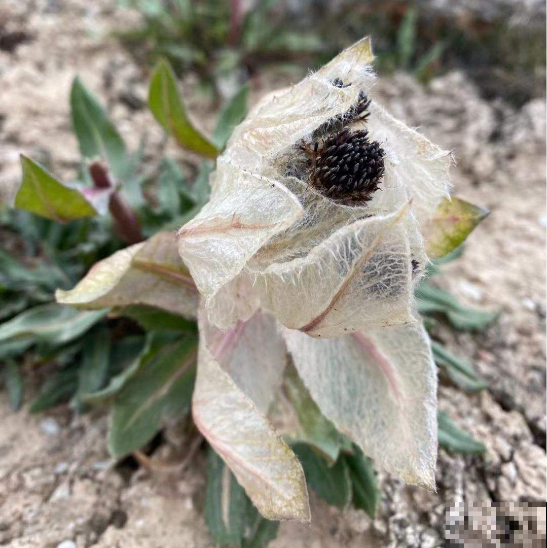 路边的野花别乱采,要是采到“国二”,可能会惹到麻烦 路边的野花别乱采,要是采到“国二”,可能会惹到麻烦