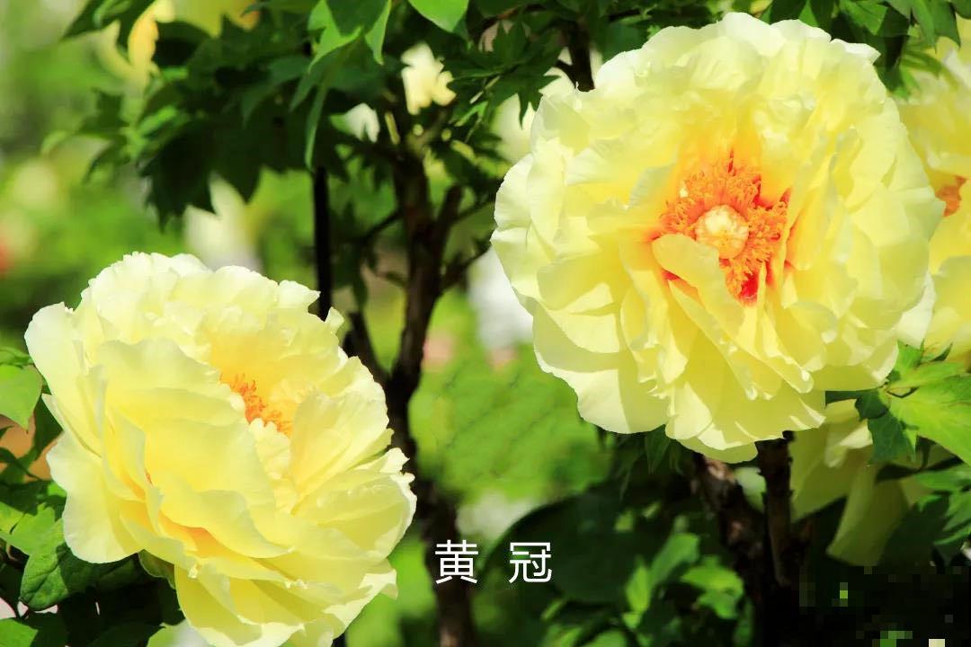 中国人最爱养的花，富贵又大气，养大门口特有面子！