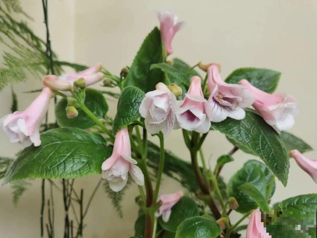 家里别只养绿萝,15种精致耐阴花,光照不好也能长很美 家里别只养绿萝,15种精致耐阴花,光照不好也能长很美