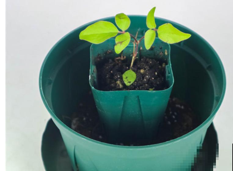 移栽植物时根部带泥土的主要目的是