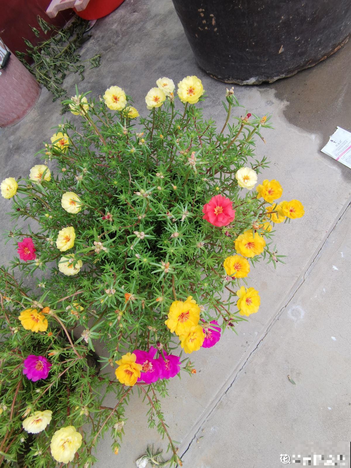 3种花特喜欢太阳，夏天晒晒长得旺，开花多多