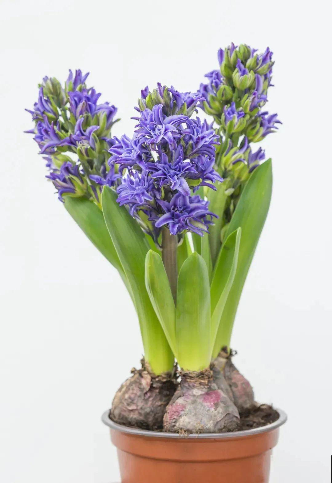 土里种个“洋葱球”,开出美艳花,香味飘满屋 土里种个“洋葱球”,开出美艳花,香味飘满屋