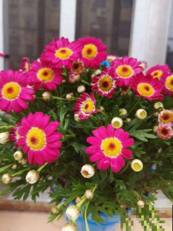 今年超流行小众植物，美而不俗，气质一绝