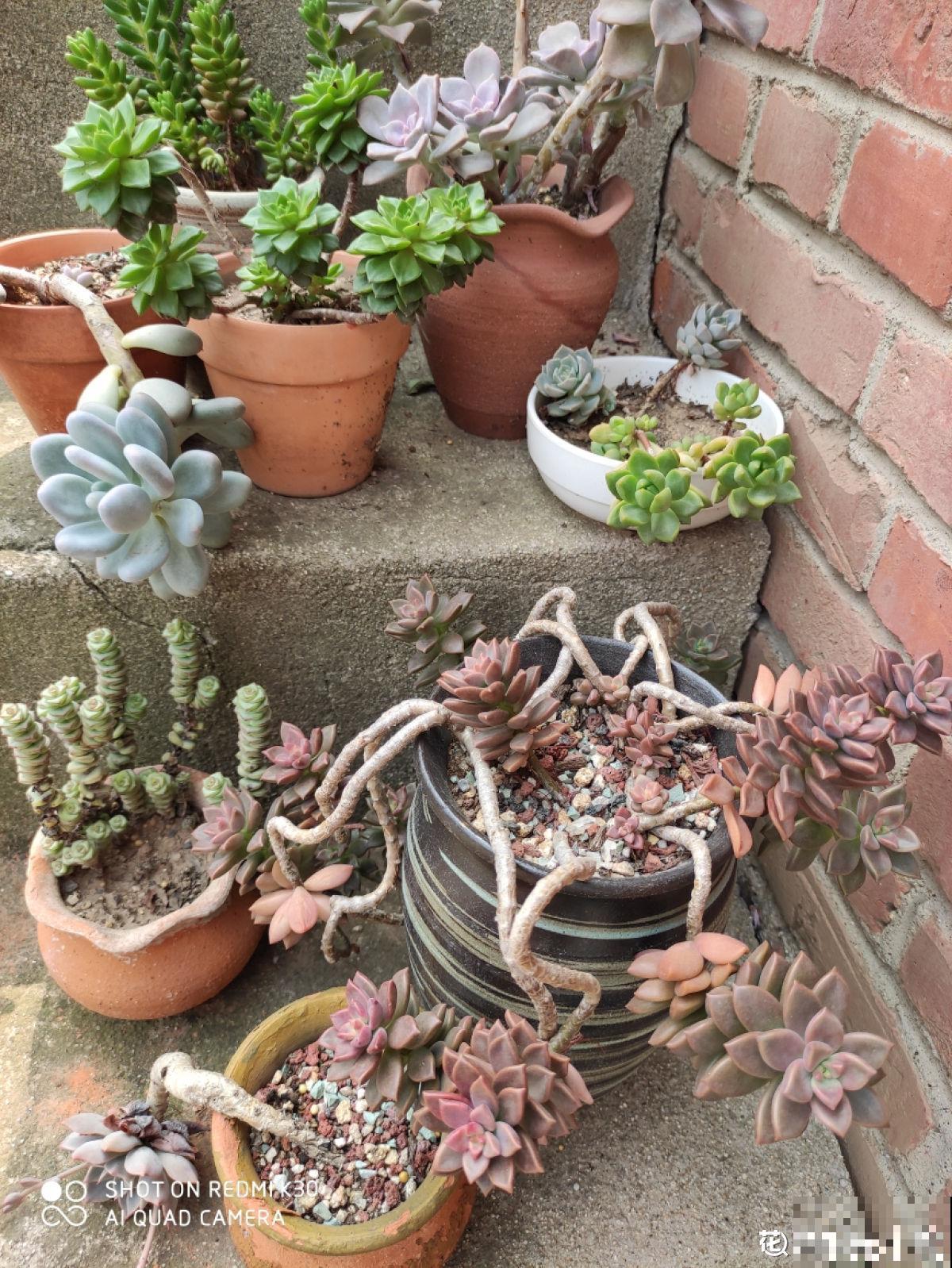 赶紧看看你家多肉，5步养护，大暑安全度过