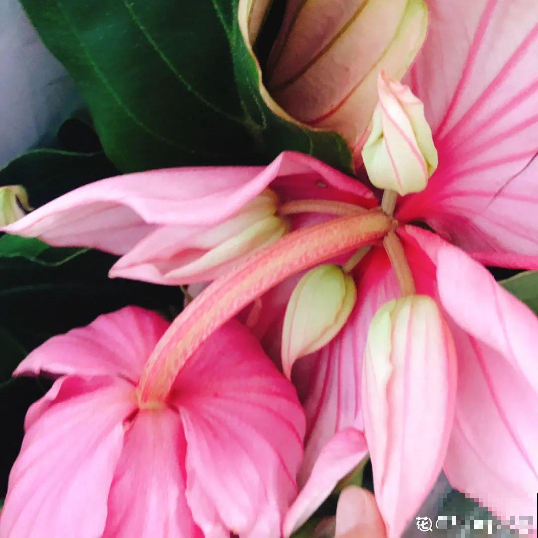 仙气飘飘的花，颜值高、花期长，养一盆不亏