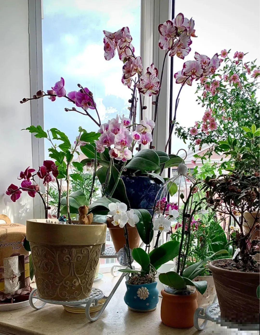 8种花夏天不能买,买回来就死,白浪费钱 8种花夏天不能买,买回来就死,白浪费钱