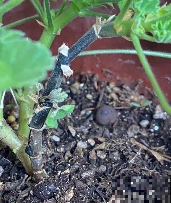 三伏天,8种花进入“鬼门关”,切莫大意 三伏天,8种花进入“鬼门关”,切莫大意