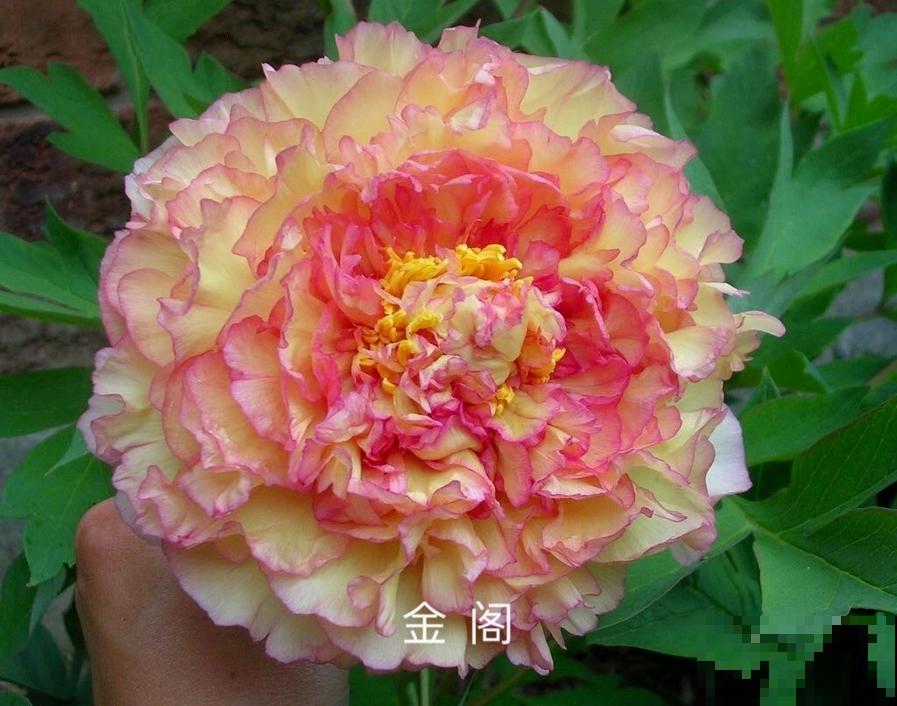 中国人最爱养的花，富贵又大气，养大门口特有面子！