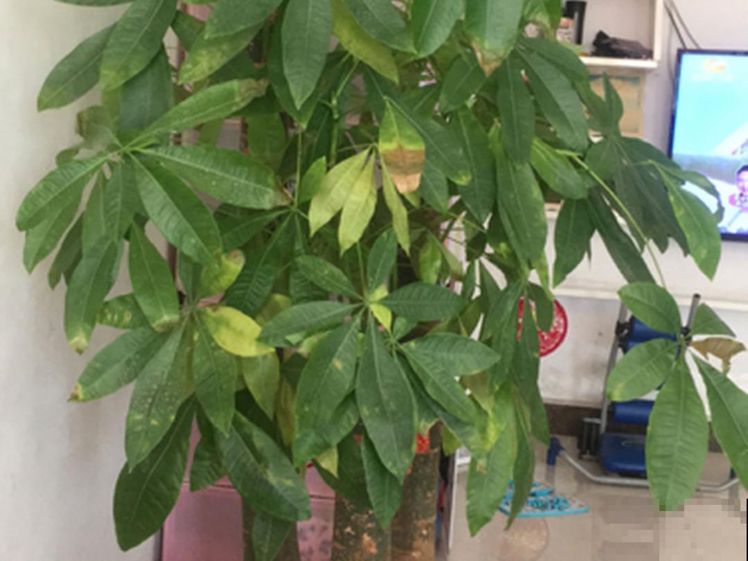 养花“黑名单”实在太难养，心累