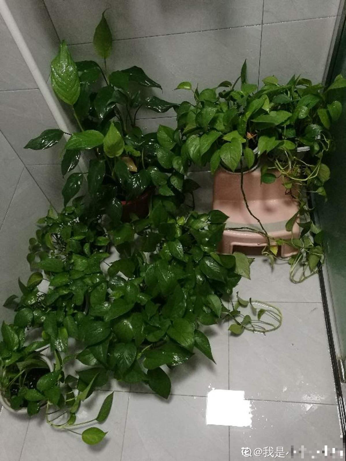 3种大叶子花，有人说“招鬼”有人说“招财”，到底是什么说法？