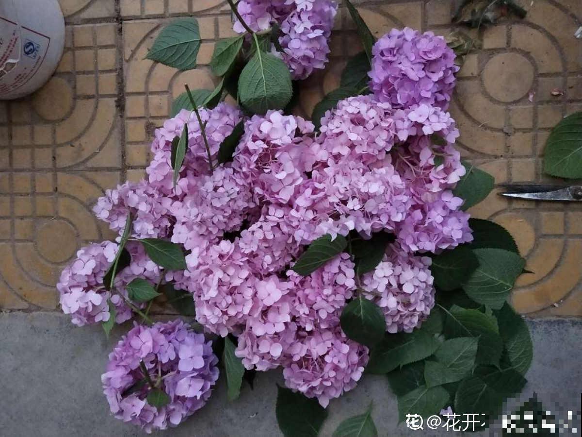 秋天要抓住机会扦插，5种花现在扦插正合适，生根率很高