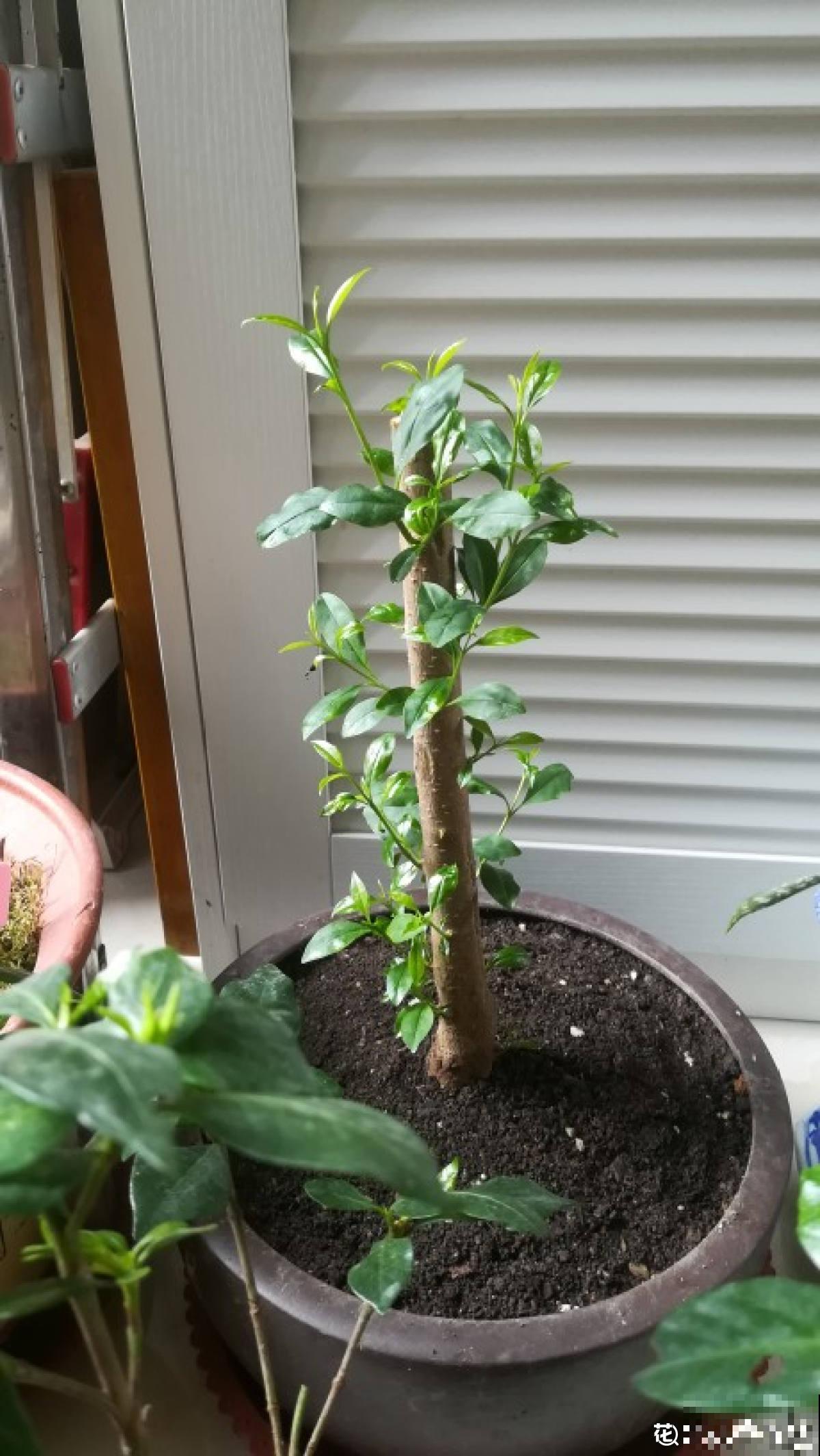 5个步骤，还你一盆樱桃盆栽，果实红得像宝石