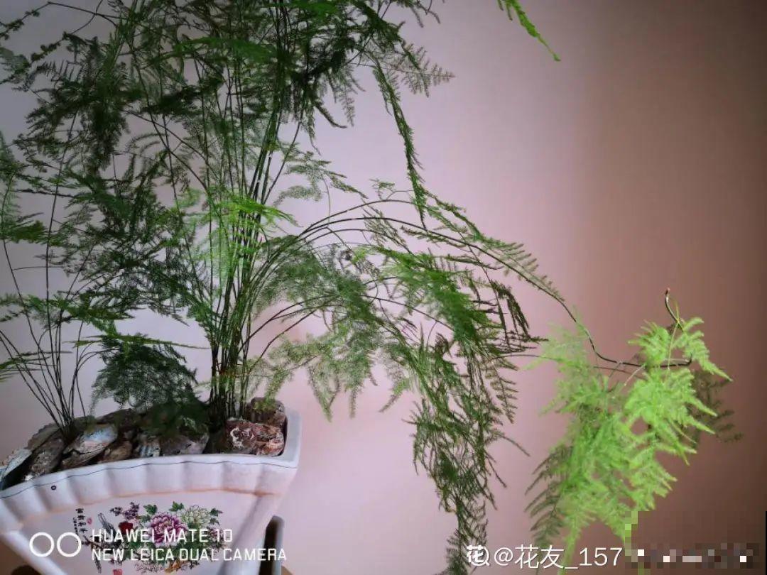 夏天养文竹，不能暴晒，不然叶子都黄了