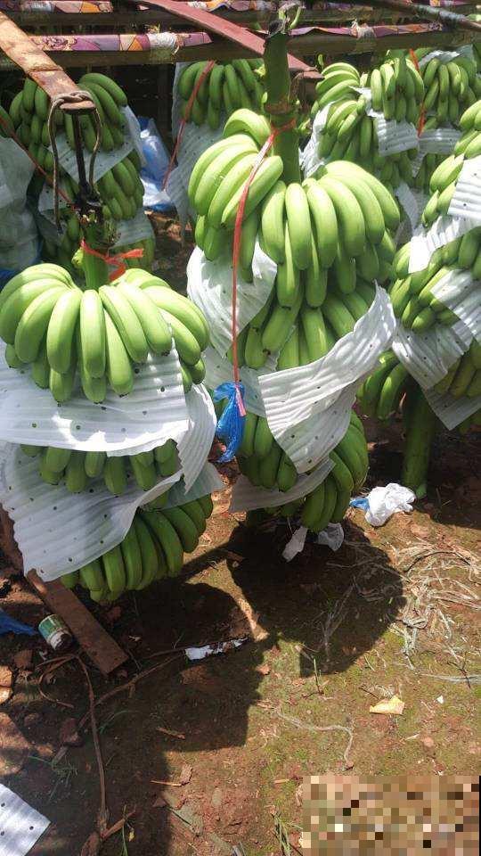 4个植物冷知识,还真是头一回听说,真神奇! 4个植物冷知识,还真是头一回听说,真神奇!