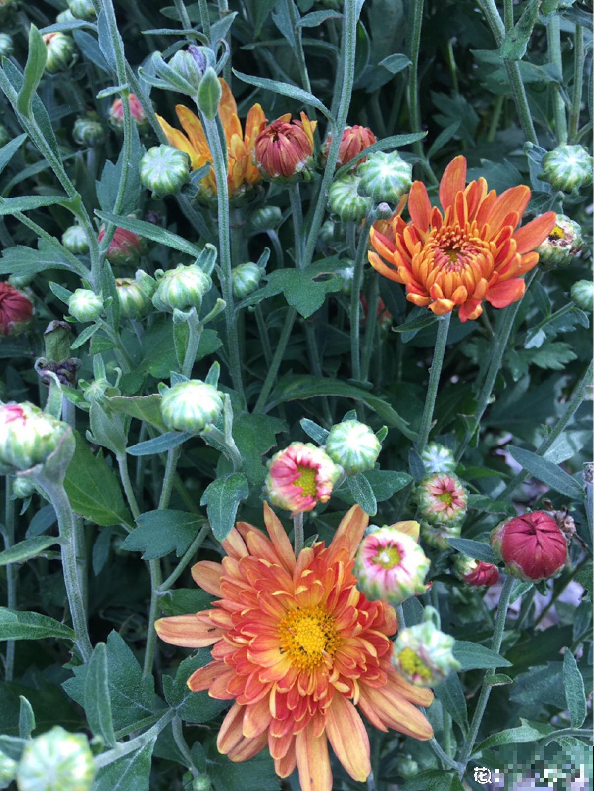 秋天养盆“千朵花”，满盆都是花苞，热热闹闹特好看