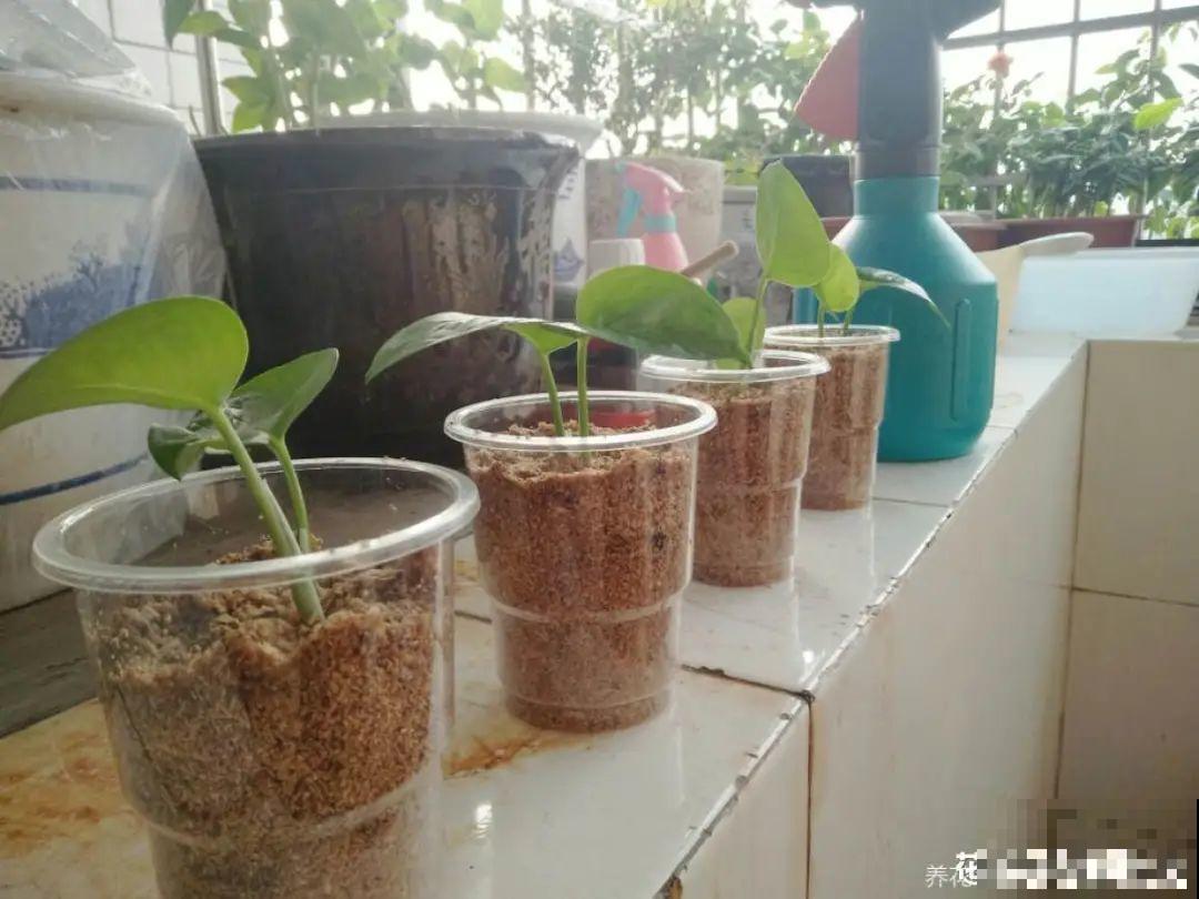 8种花，越热越扦插，大白根呼呼冒