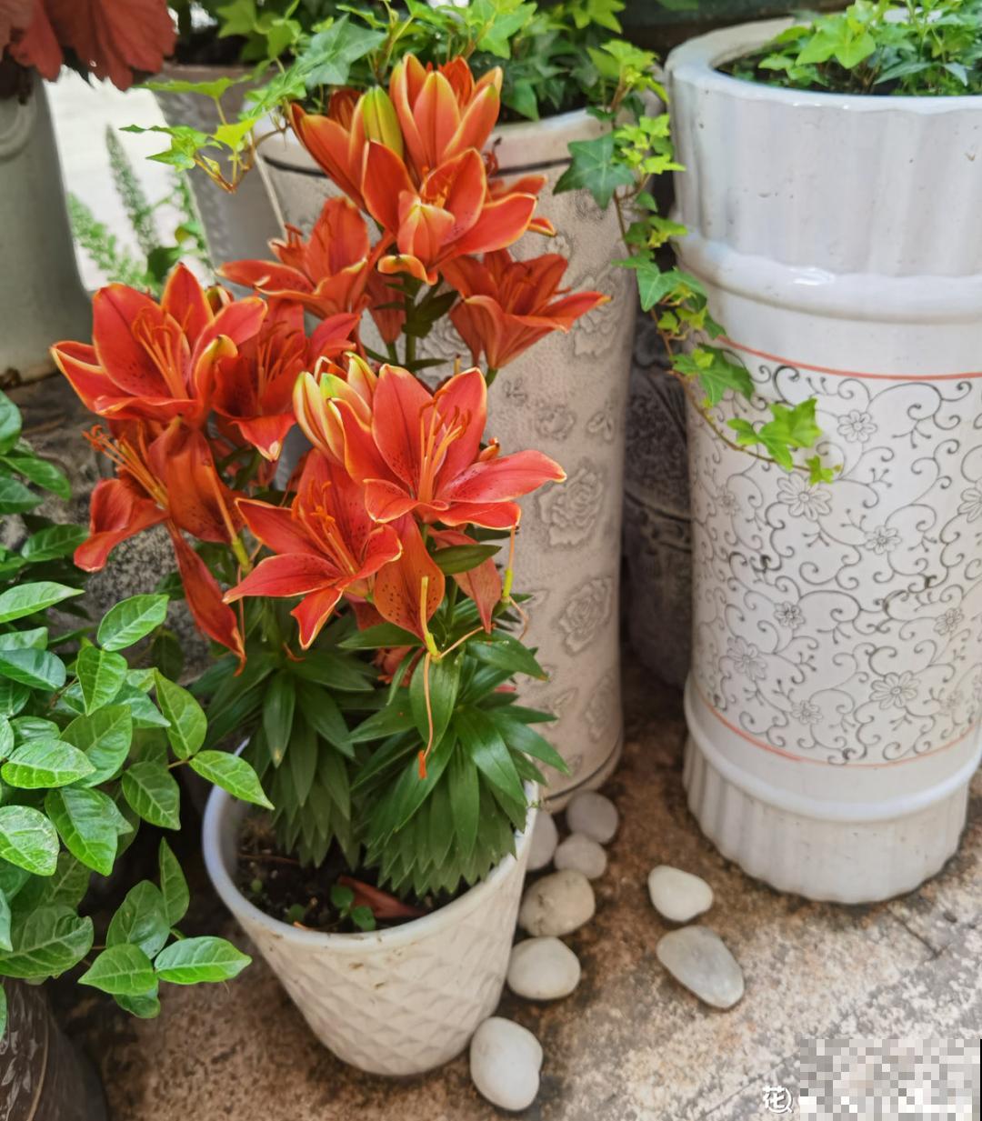 30℃以上，10种花就先别养了，买一盆死一盆，别怪我没提醒你