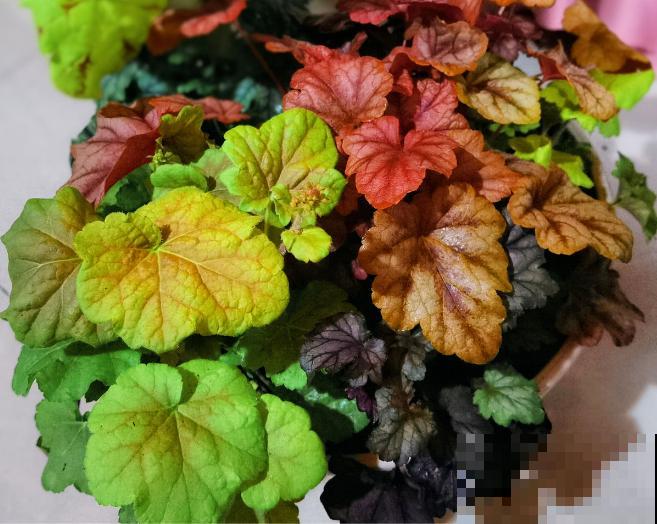 别养绿萝了,这6种彩叶花,家里没光也能养,颜值超高 别养绿萝了,这6种彩叶花,家里没光也能养,颜值超高