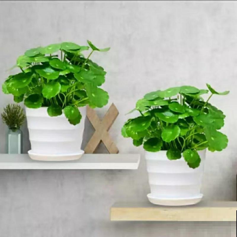 夏天室外养花，不能随心所欲，不然容易烂根又晒伤