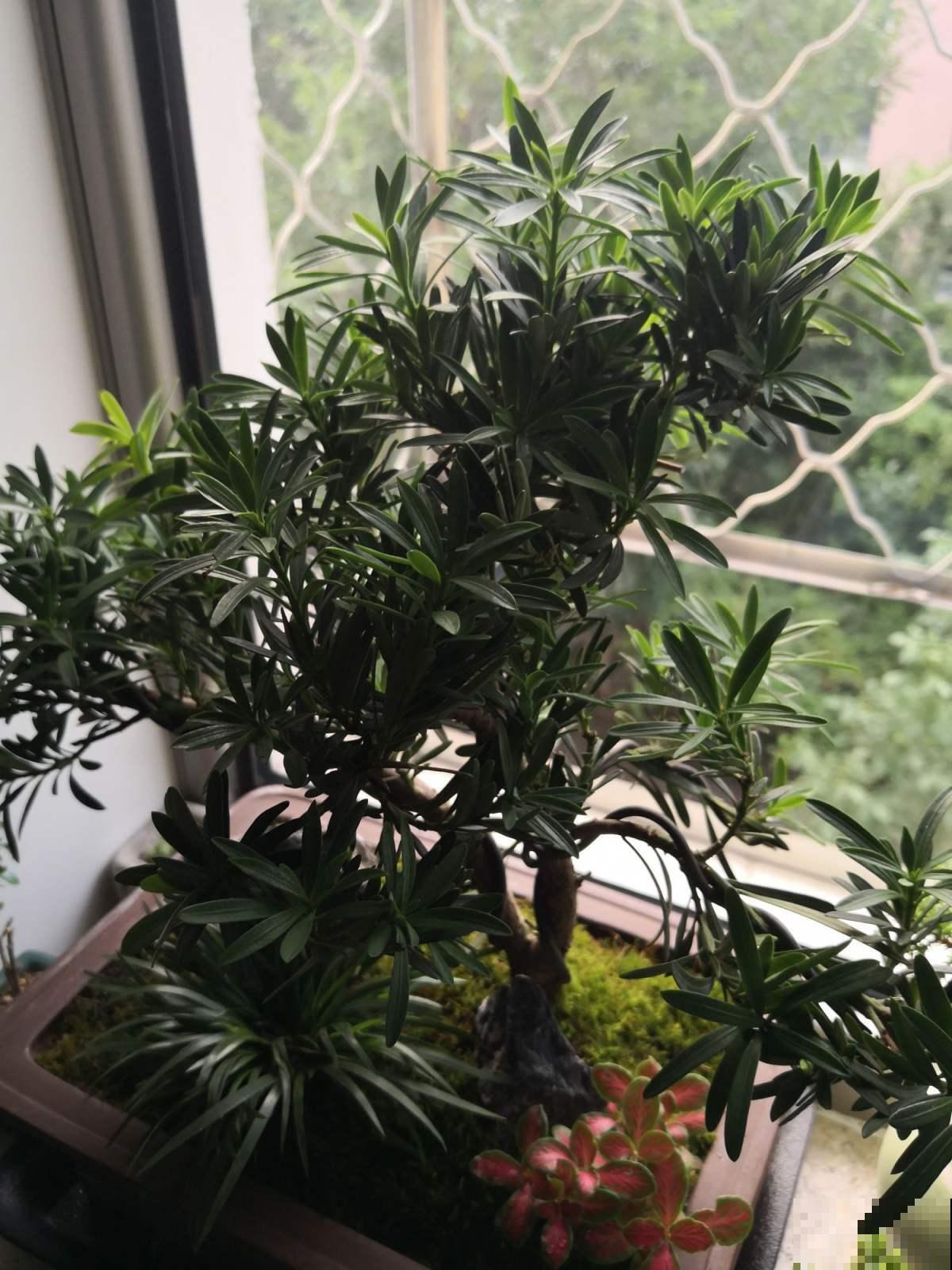 家家都有的罗汉松，这8点养殖条件，你做到了多少？