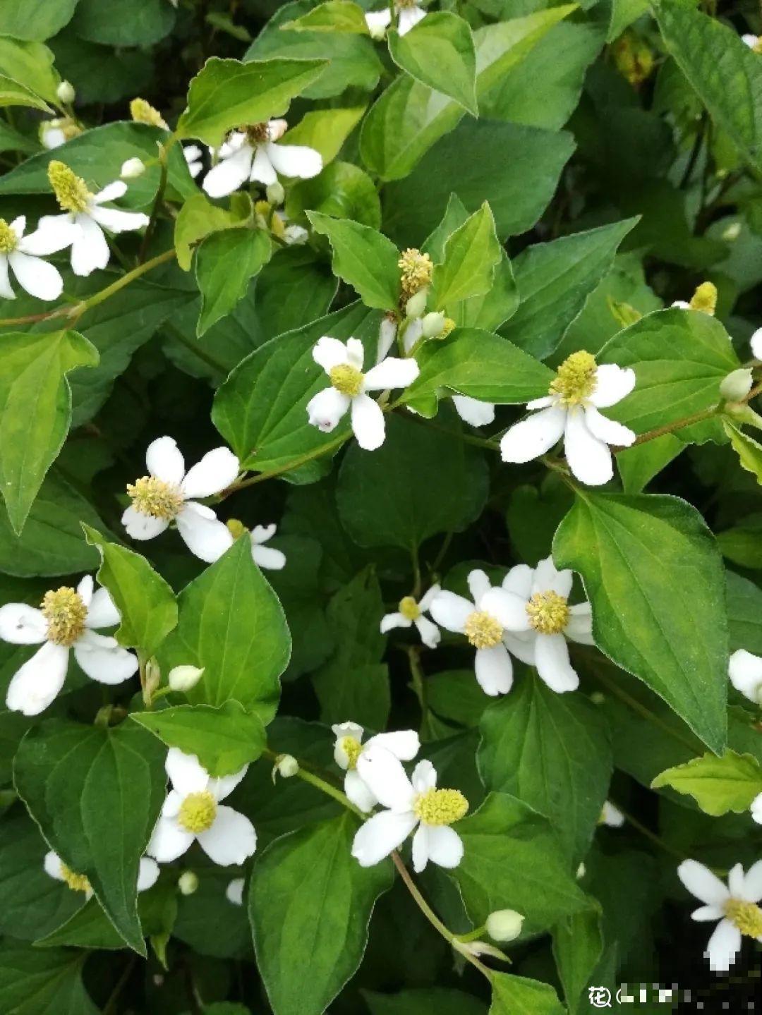 路边不起眼的草,种院子里用处大,还能清热降暑气 路边不起眼的草,种院子里用处大,还能清热降暑气