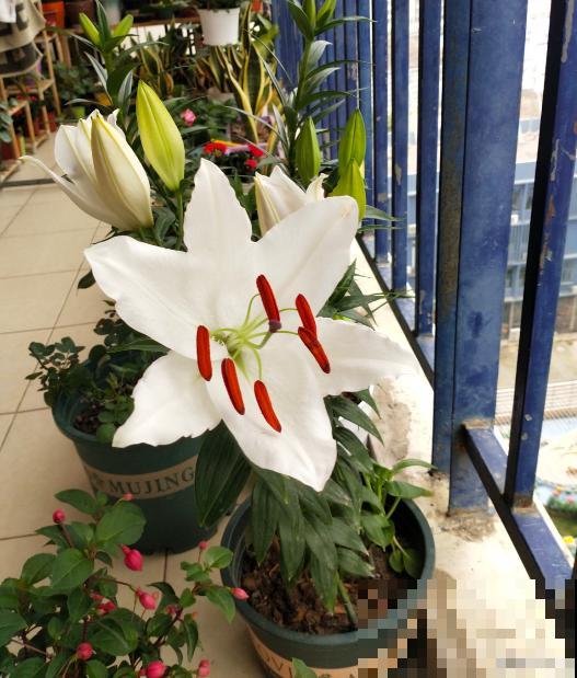 因为一盆花，丈夫和我大吵一架，爱花香有什么错