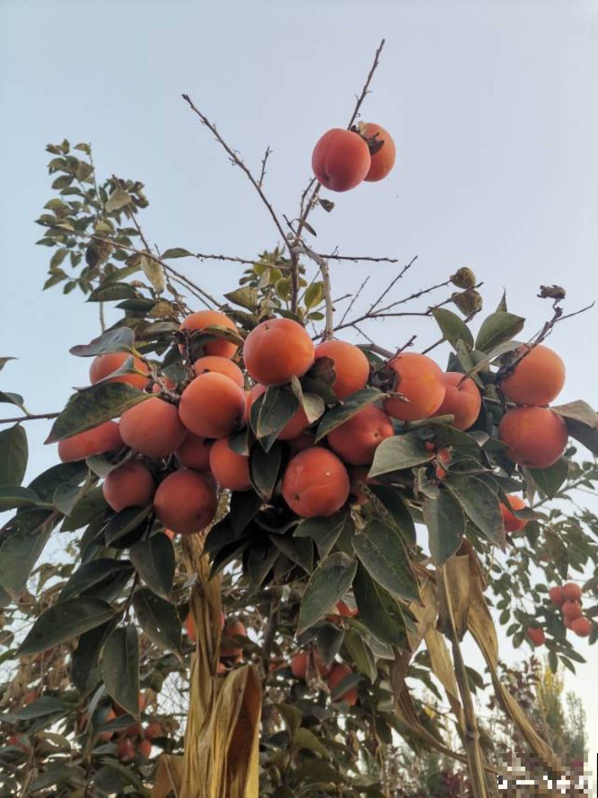 5种水果，让果实压弯树枝，摘下就能吃