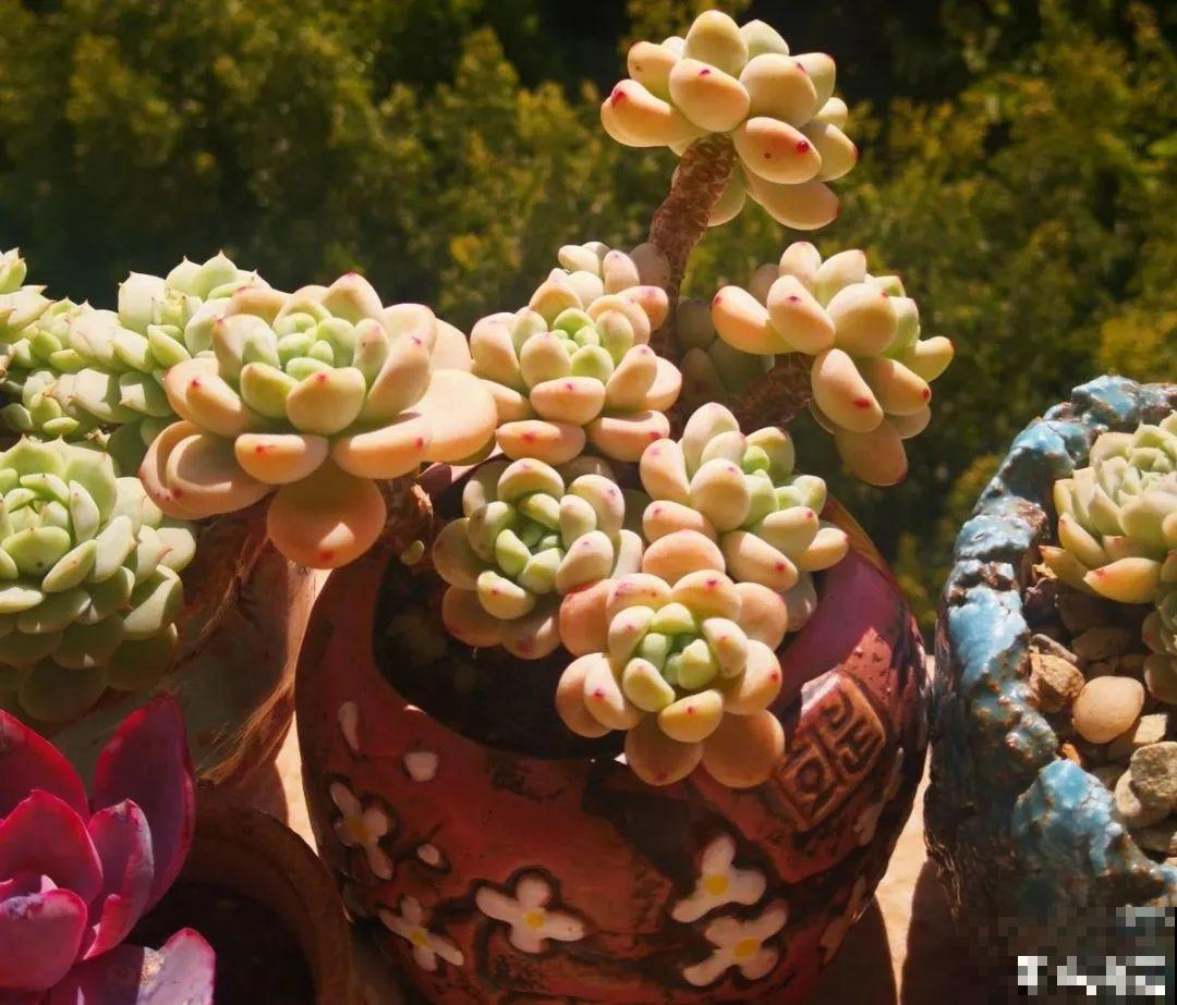 夏天养多肉，别人的绿徒摊，她的却美萌艳，太美了