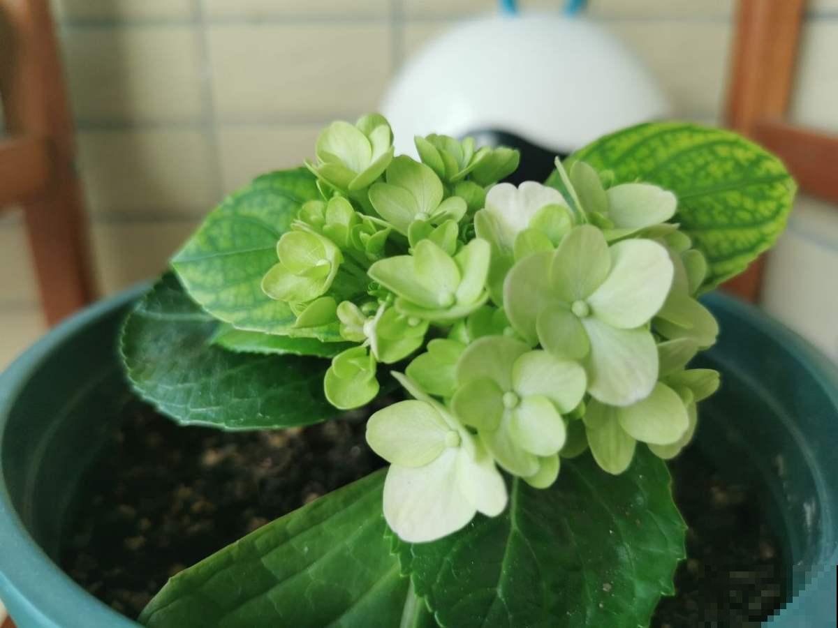 养绣球花不注意方法,难怪你的绣球花不爆盆! 养绣球花不注意方法,难怪你的绣球花不爆盆!