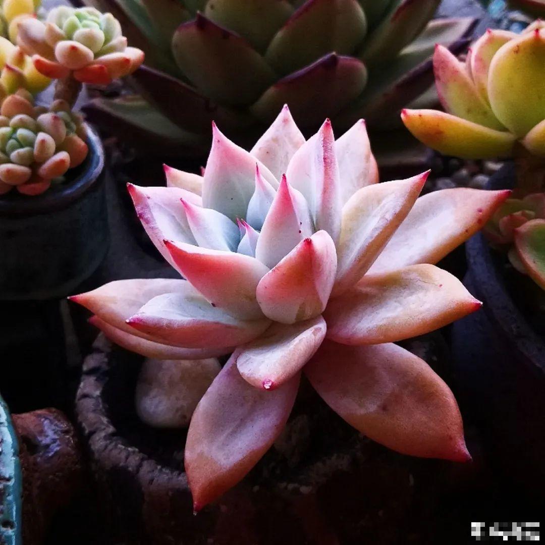 夏天养多肉，别人的绿徒摊，她的却美萌艳，太美了